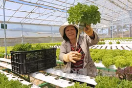 Necesita Malasia importar vegetales de Vietnam y otros países, según especialistas