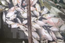 Prohíben comercio y consumo de productos marítimos muertos por causas inusuales