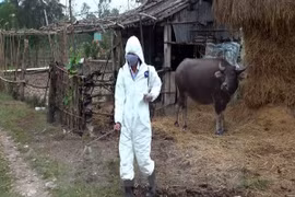Vietnam afronta enfermedades transmitidas de animales a humanos