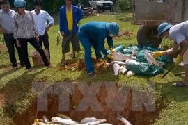 Atribuyen muerte de peces en Binh Thuan a falta de oxigeno