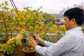 Inauguran Festival de Flores de Cerezo y Ochna de Yen Tu