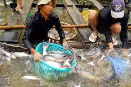 Sector de pescado Tra de Vietnam mira hacia el desarrollo sostenible