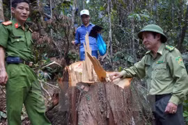 Cierre de bosques naturales en altiplanicie occidental de Vietnam