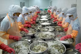 En alza exportación de camarones vietnamitas a Estados Unidos