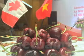 Promueve Canadá exportaciones de cereza en Vietnam