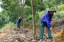 Promueven operaciones de empresas caucheras vietnamitas en Camboya