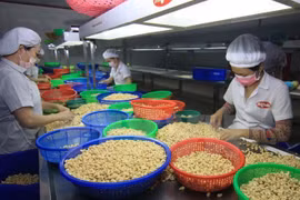 OMC: Vietnam marcha en dirección correcta