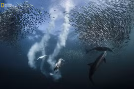 Las mejores fotos sobre la naturaleza de 2016