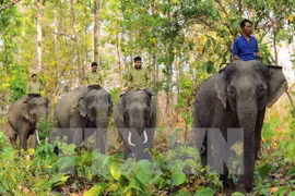 Vietnam lanza Semana de protección de elefantes