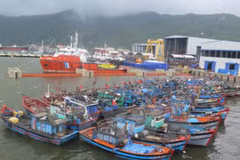 Provincia central de Quang Ngai establece reserva marina