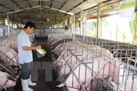 JICA asiste a la conservación de razas autóctonas de cerdo de Vietnam