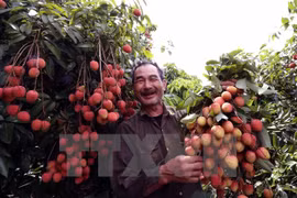 Abrir entrada de frutas en mercado australiano, éxito de negociadores vietnamitas