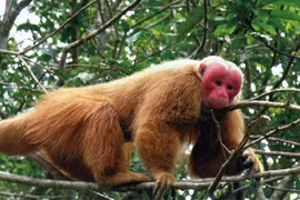 Liberan en hábitat natural a nueve especies en peligro de extinción