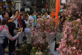 Provincia vietnamita se embellece con flores de cerezo de Japón