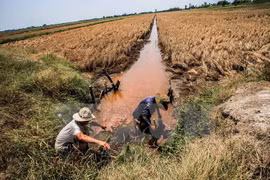 Delta del río Mekong a todo vapor luchar contra salinización