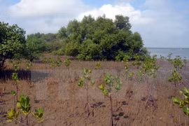 Despliegan proyecto de reforestación de manglares en Vietnam