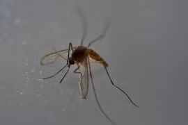 Tailandia investiga posibles casos de microcefalia por Zika