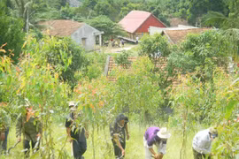 Empresa vietnamita recibe certificación de gestión sostenible de bosques