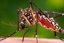 Ciudad Ho Chi Minh declarará hoy fin de epidemia de Zika