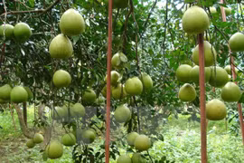 Pomelos de Tan Trieu afianzan posición en mercado nacional e internacional