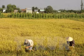 Lanza Vietnam nuevas variedades de arroz resistente a salinidad