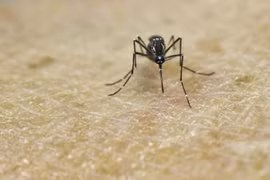 Hanoi refuerza acciones contra la penetración del virus Zika