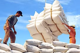 Vietnam busca aumentar exportaciones de arroz de alta calidad