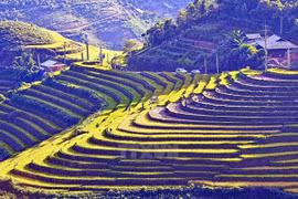 Año Nacional de Turismo de Vietnam se celebrará en provincia de Lao Cai