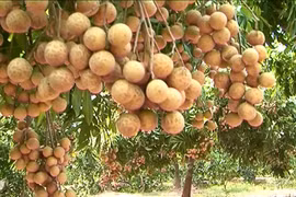 Hung Yen exporta longan a Estados Unidos