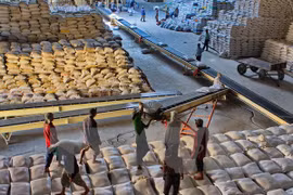 Pronostican en Vietnam exportación de arroz este año similar a 2015