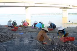Afectados por incidente ambiental en Vietnam recibirán pronto indemnización