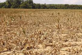 El Niño causa graves pérdidas al cultivo en provincia vietnamita