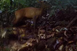 Captan fotos en Vietnam de pareja de muntiacos en peligro de extinción