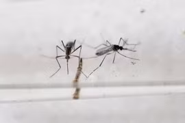 Singapur confirma primer caso del virus Zika