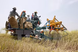 Tailandia financiará la producción de arroz de agricultores nacionales