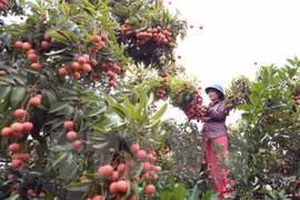 Provincia de Vietnam exporta más de 32 mil toneladas de lichi