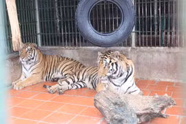 ONU resalta esfuerzos vietnamitas contra crímenes relacionados con animales salvajes