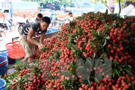 Provincias de Vietnam y China buscan facilitar la exportación de lichi
