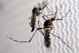 Malasia instala trampas solares de mosquitos para prevenir el Zika