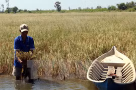 Intrusión salina afecta a miles de hectáreas de arroz en provincia vietnamita