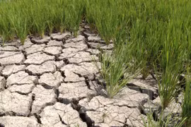 Sequía y salinización amenazan al cultivo de arroz en provincia deltaica