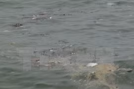 Proponen ayuda alimentaria y financiera para afectados por muerte masiva de peces