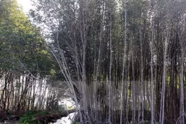 Inversión para desarrollo forestal en Vietnam