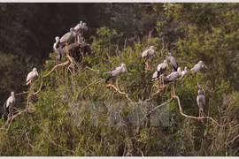 Aves preciosas en Indonesia enfrentan peligro de extinción
