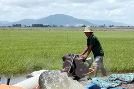 Sufre Tra Vinh escasez de agua por salinización y calor