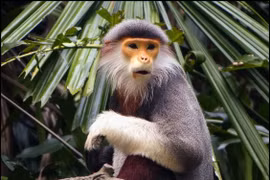Ciudad centrovietnamita de Da Nang elige el langur jaspeado como su símbolo
