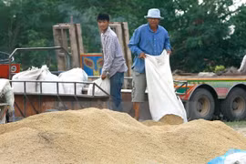 Aprueba gobierno tailandés programa de subvención del precio de arroz