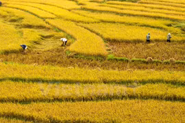 Vietnam y Japón impulsan cooperación en agricultura