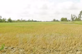Discuten medidas de enfrentamiento al cambio climático en delta del Mekong