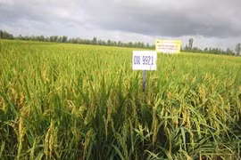 Delta del Mekong desarrolla variedades del arroz resistentes a la salinidad